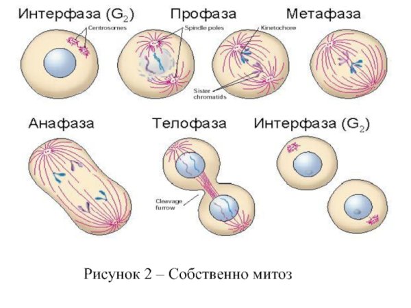 Интерфаза схема