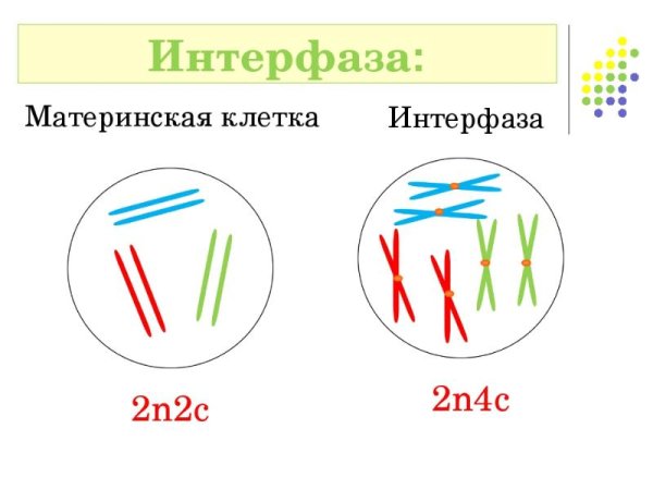 Интерфаза 2 процессы