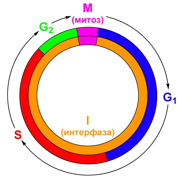 Профаза метафаза рисунки