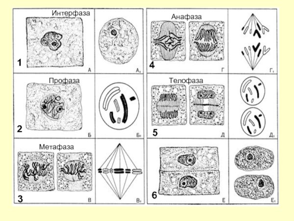 Интерфаза митоза