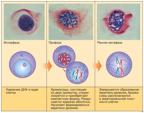 Интерфаза клеточного цикла рисунок