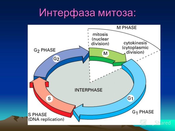 Интерфаза ядро цитоплазма хроматин
