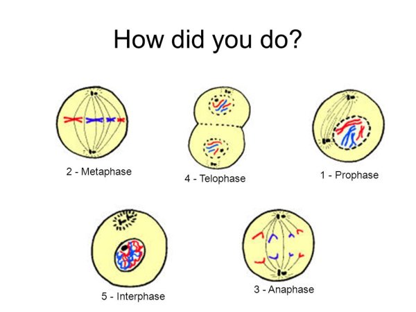Мейоз интерфаза 2 схема