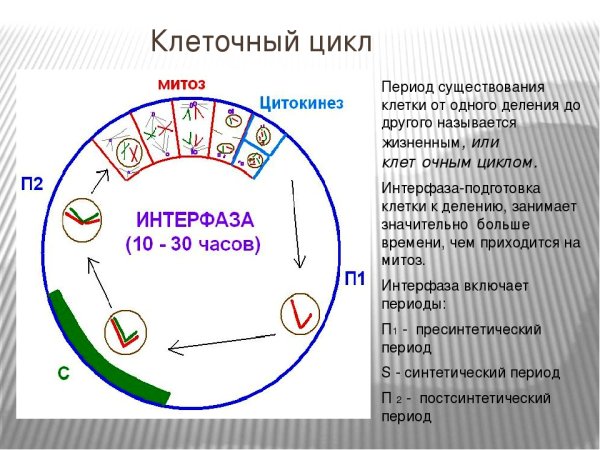 Интерфаза растительной клетки