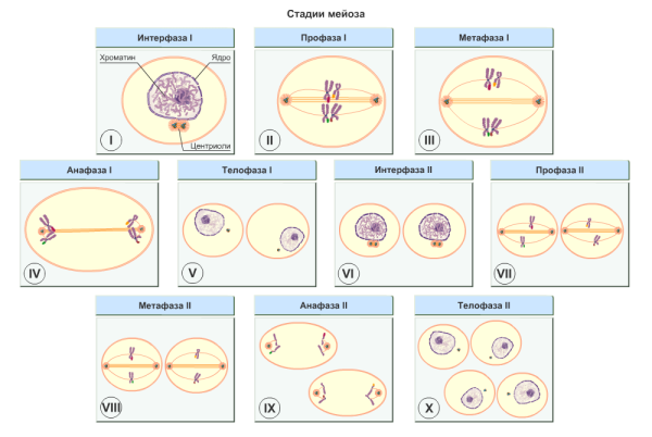 Профаза 1,2,3 интерфаза