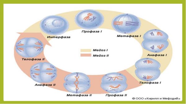 Интерфаза процессы и рисунок