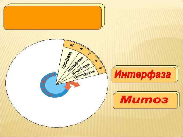 Схема митоза профаза метафаза анафаза телофаза