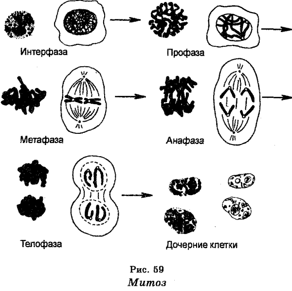 Клетка на разных стадиях деления ядра