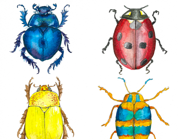 Жук рисунок