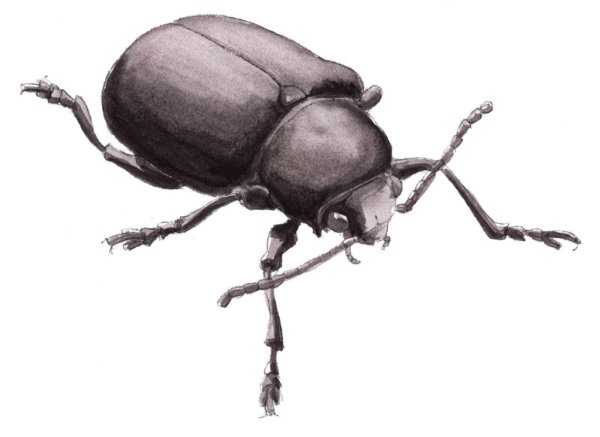 Майский хрущ