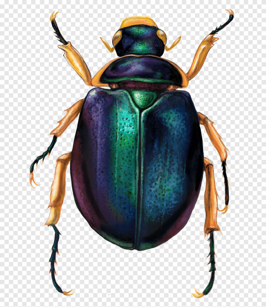 Скарабей и Майский Жук