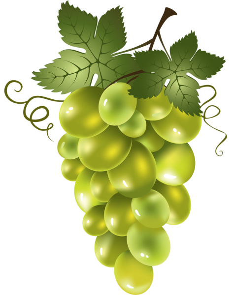 Виноградная лоза coreldraw