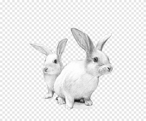 Черно белый кролик на прозрачном фоне