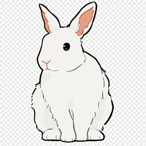 Белый кролик