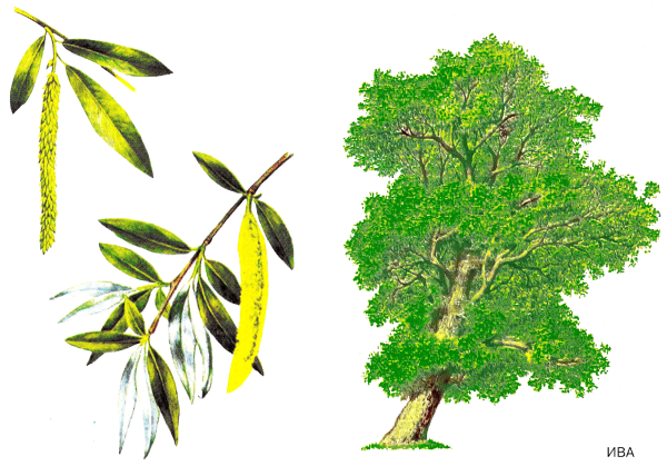 Ива дерево лист плод