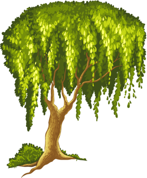 Ива дерево рисунок