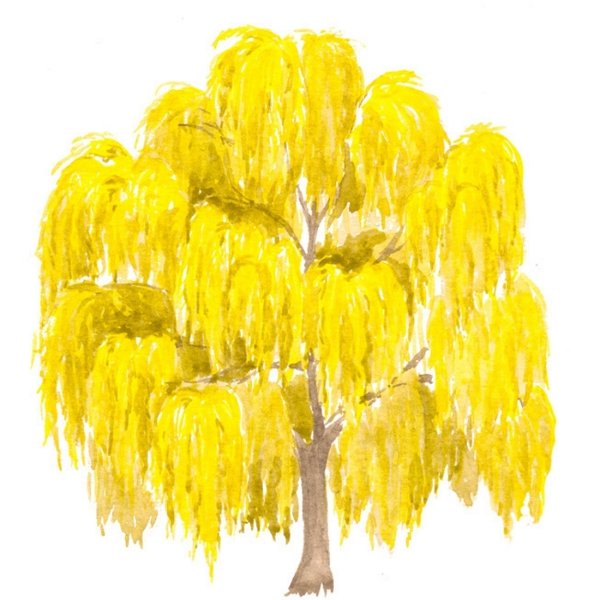 Осенние деревья Ива