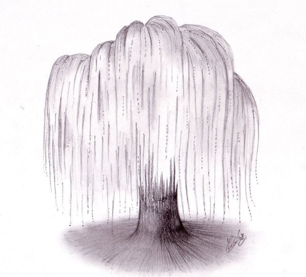 Плакучая Ива рисунок карандашом