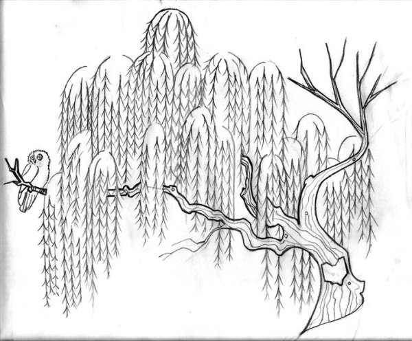Ива карандашом
