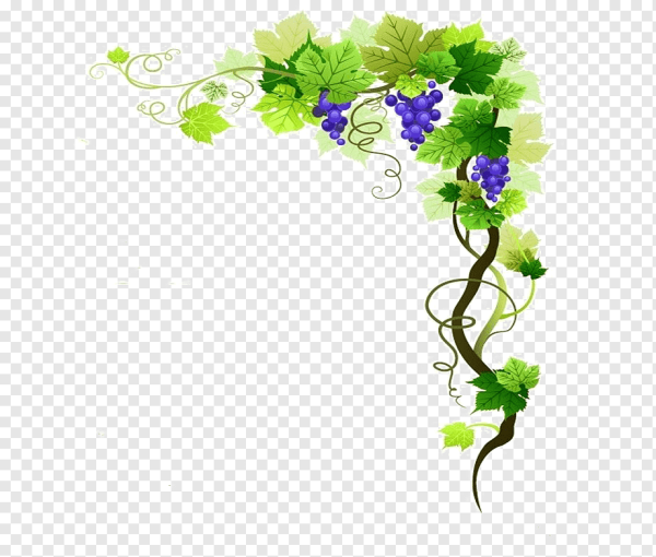 Виньетка Виноградная лоза