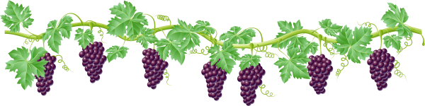 Виноградная лоза без винограда