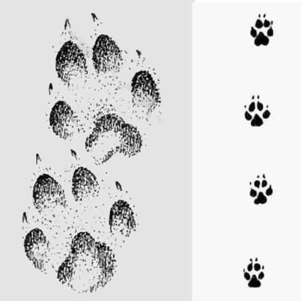 След рыси волка лисы и собаки