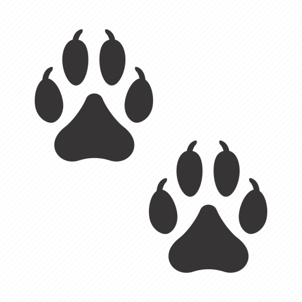 Волчья лапа след