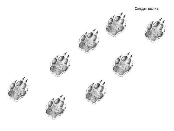 Следы волка для детей