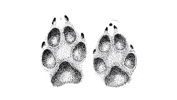 Следы лисы и волка