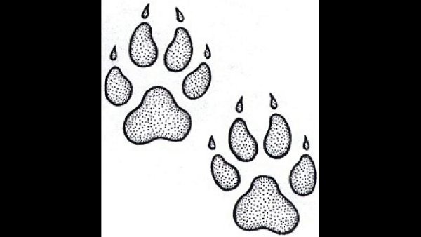 Следы лисы для детей