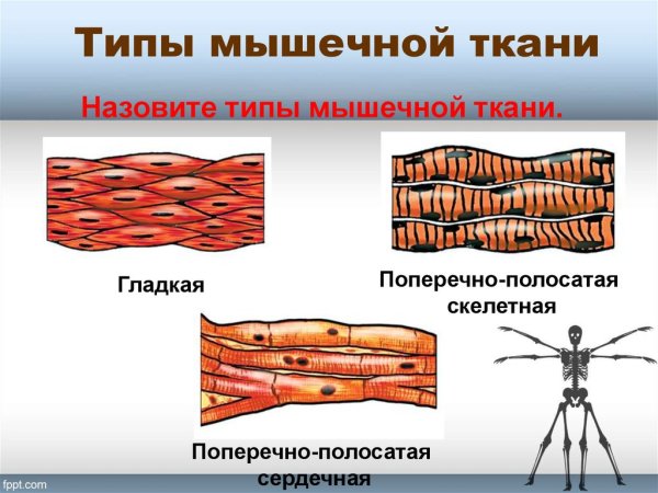 Клетки поперечно мышечной ткани