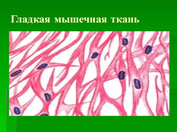 Гладкая мышечная ткань изображение клетки ткани