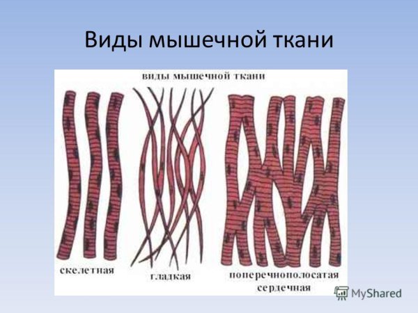 Ткань сердечная поперечно полосатая биология 8 класс