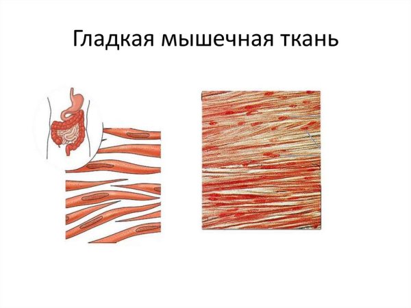Строение гладкой мышечной ткани рисунок