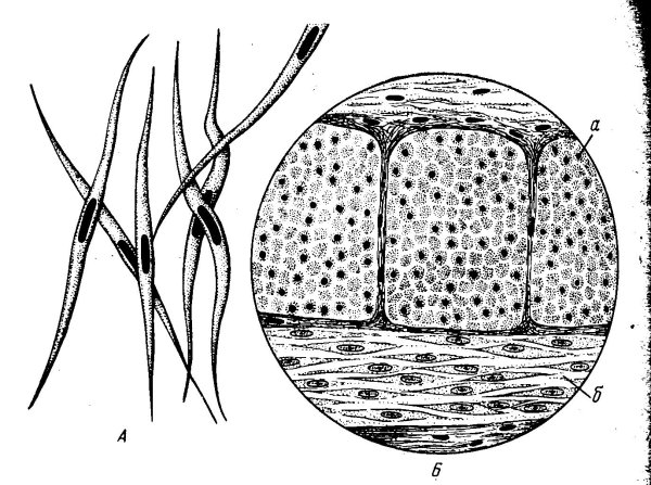 Строение ГМК гладкомышечная клетка
