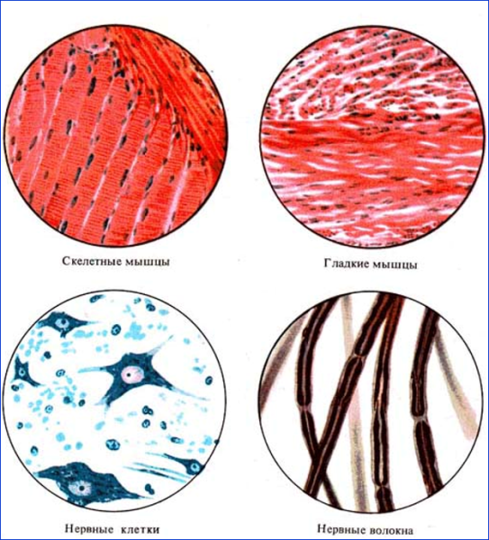 Клетки мышечной ткани животных