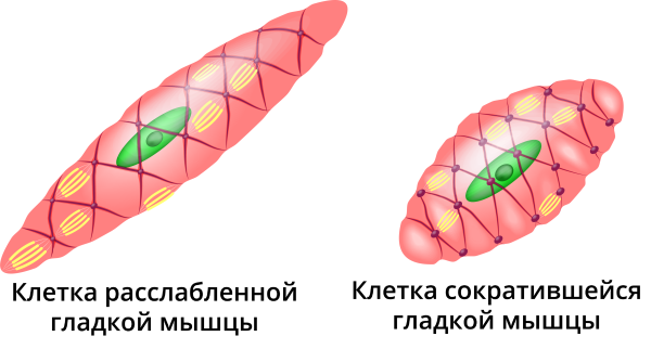 Мышечная клетка