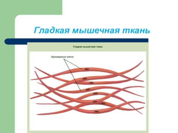 Строение гладкой мышечной ткани рисунок