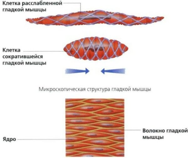 Строение гладких мышечных волокон