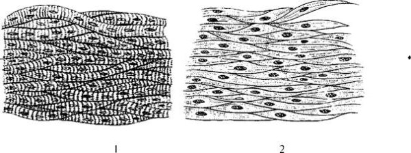 Гладкая мышечная ткань изображение клетки ткани