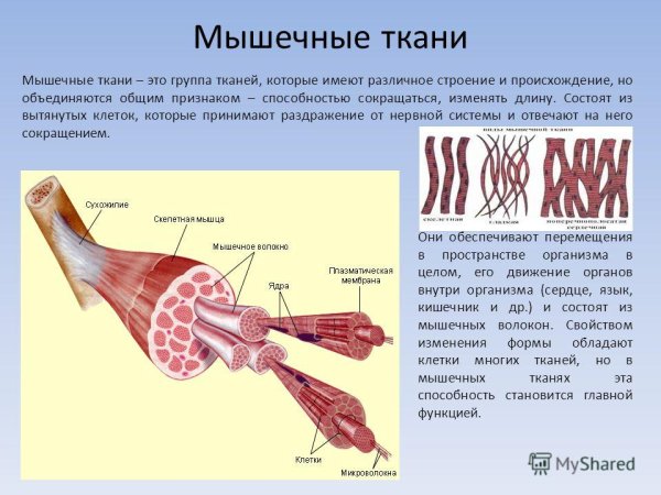 Мышечная ткань