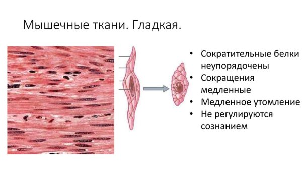 Строение гладкой мышечной ткани рисунок
