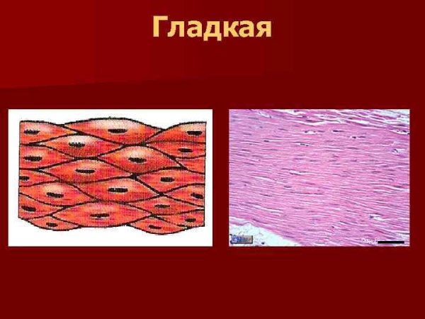 Поперечно полосатая мышечная ткань микроскоп