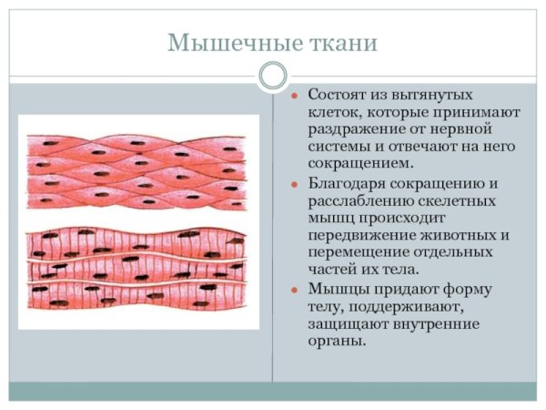 Скелетная мышечная ткань образована клетками