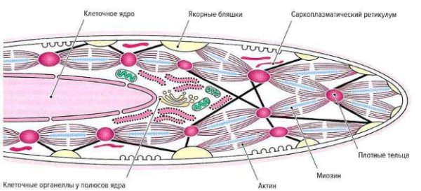 Гладкий миоцит строение