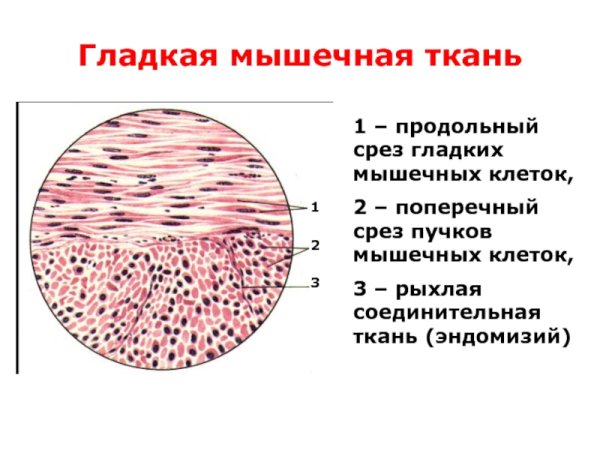 Гладкая мышечная ткань микропрепарат