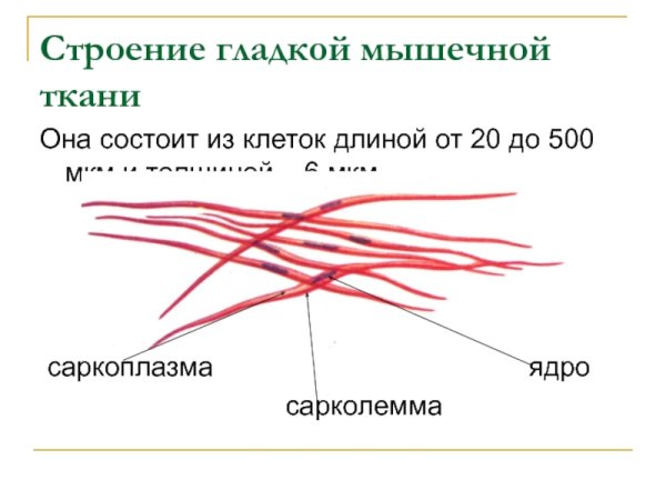 Гладкая мышечная ткань строение