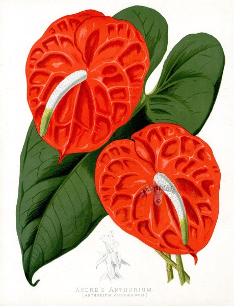 Антуриум Botanical Print