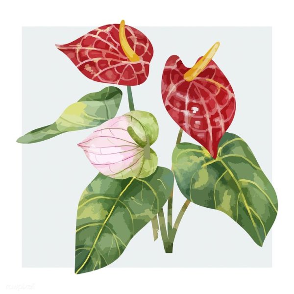 Антуриум вектор