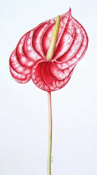 Антуриум Ботаническая иллюстрация